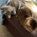 cat store