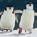 penguin PC builders