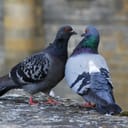 Pigeon’s Pile of Processors & Parts