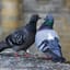 Pigeon’s Pile of Processors & Parts