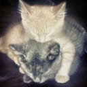 kittie komputers