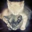 kittie komputers