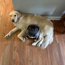 Beastdogs computer