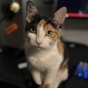 Piper's SFF Gaming Builds