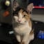 Piper's SFF Gaming Builds