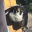 Peregrine