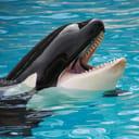 Orca PC's
