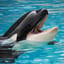 Orca PC's