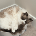 MochiMochi