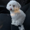 toe