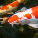 Koi Fish Pc's