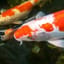 Koi Fish Pc's