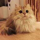 sugarkitties83924
