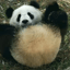  FilthyPanda Outlet