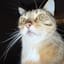 catsarecooler