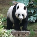 Panda Gaming