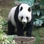Panda Gaming