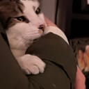 StuffedStray456