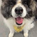 GriffDoesPCS