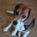 Hound