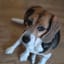 Hound