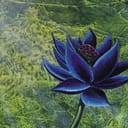 Black Lotus PC
