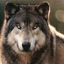CyberWolf