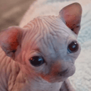 elerk