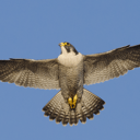 Tiercel's Store
