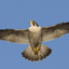 Tiercel's Store