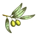 The Olive Branch