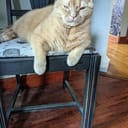 CatMadness
