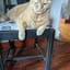 CatMadness