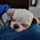 Shih-Tzu PC Parts