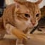 Catto's Store of Neat Electronics
