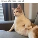 Catty Patties