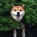 verymuchshiba