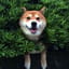 verymuchshiba