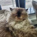 KittyCatCatR#6965