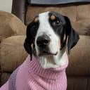 SavannaHilt