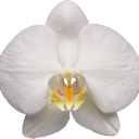 Orchid Build Labs