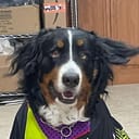 RockyDog271
