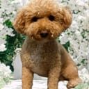 Poodle Tech Builds