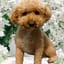 Poodle Tech Builds