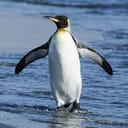 PenguinPCs