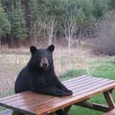BearBear Pc’s