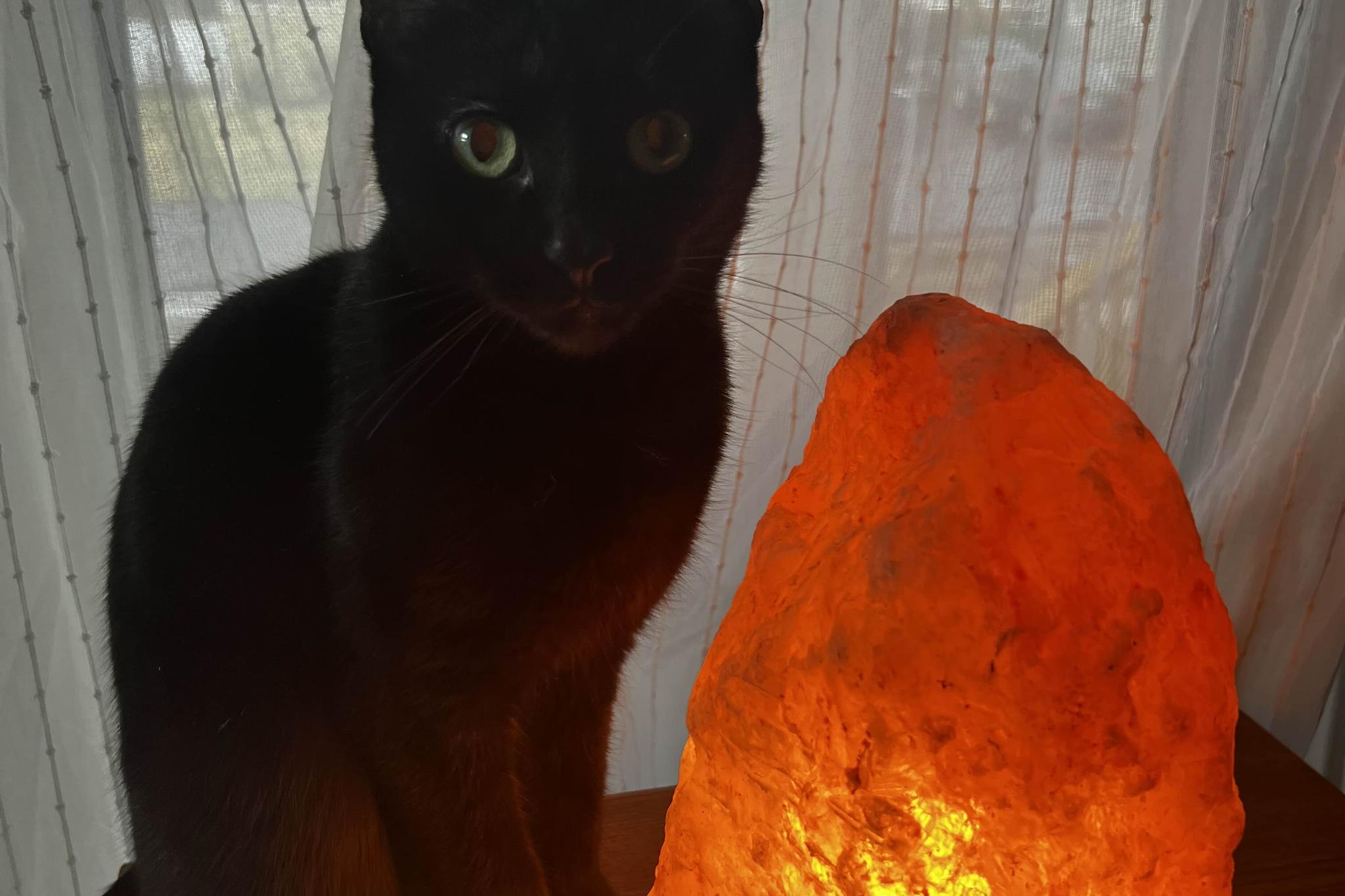 Black Cat Customs
