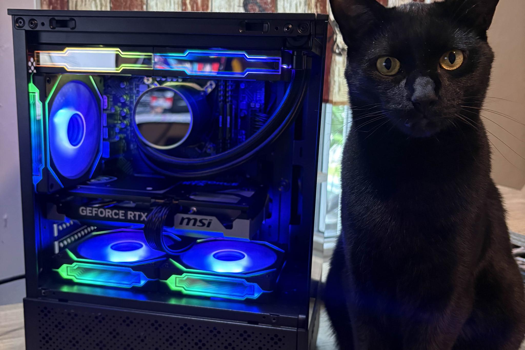 Black Cat Customs