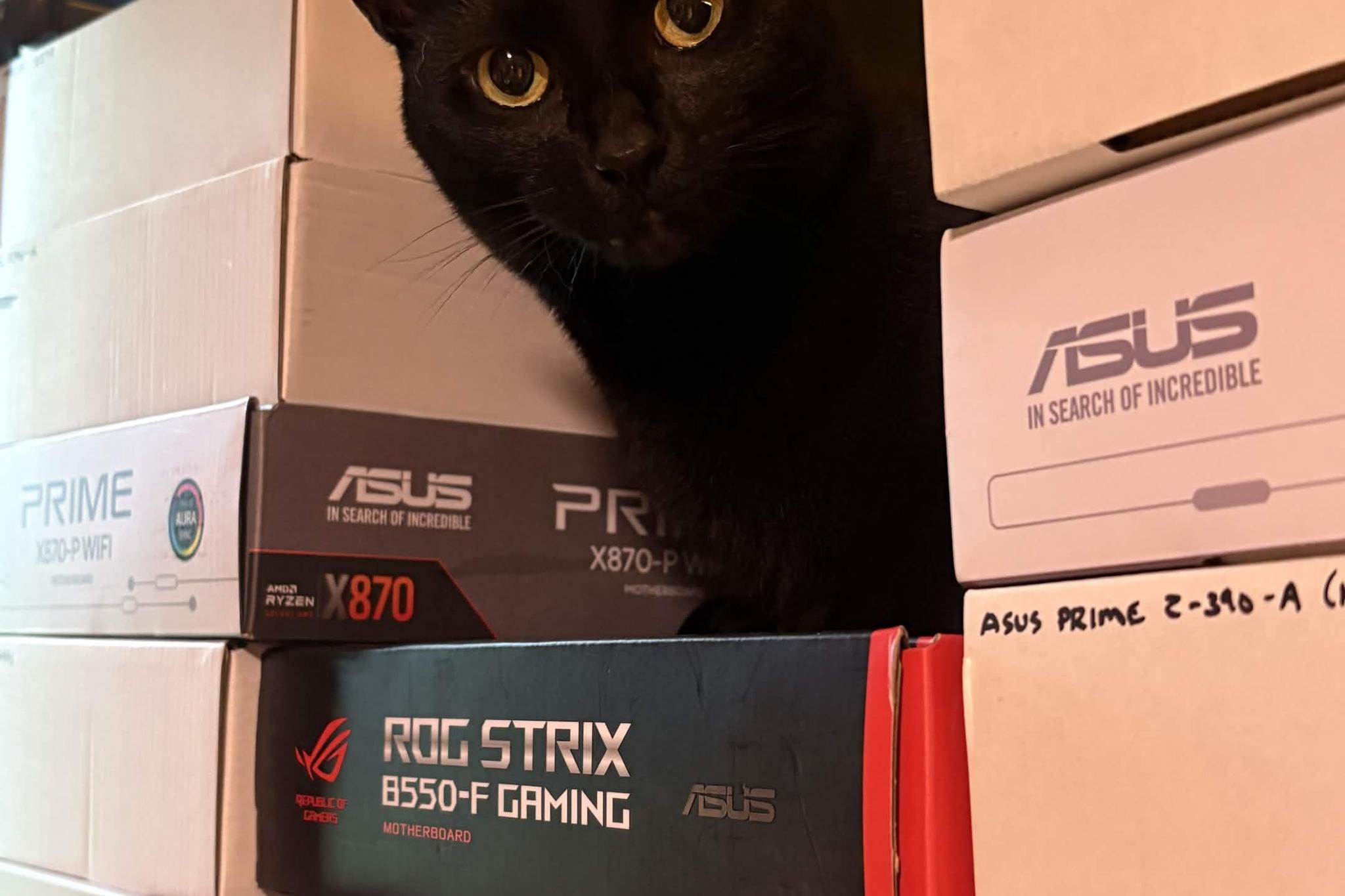 Black Cat Customs