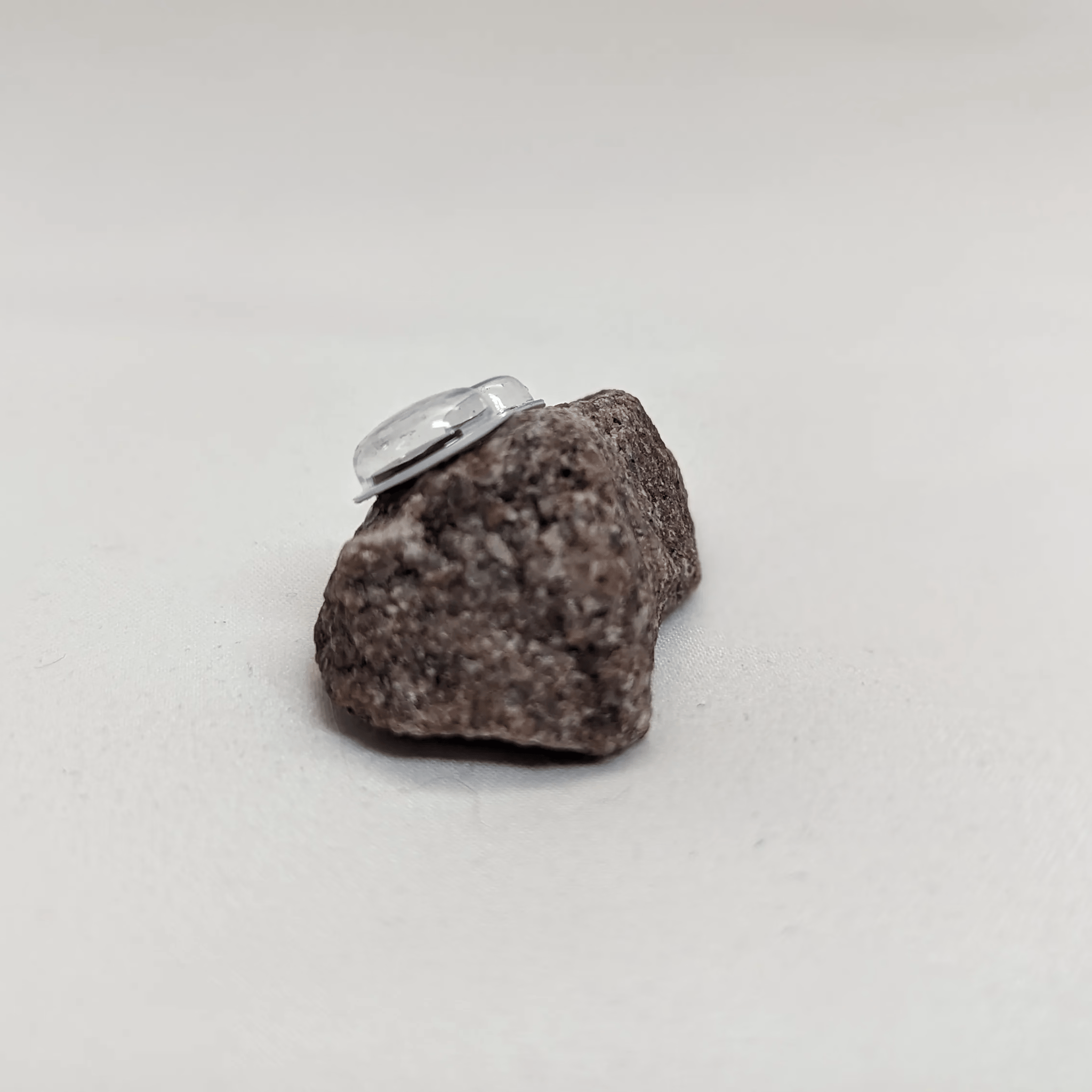 Bertrand the Pet Rock